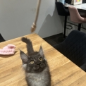 Chat Maine Coon proposée par l’élevage Chatterie du Ciel d'Emeraude.