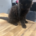 Maine Coon disponible en Isère