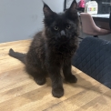 Chat Maine Coon proposé par l’élevage Chatterie du Ciel d'Emeraude.