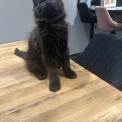 Maine Coon disponible en Isère