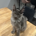 Maine Coon disponible en Isère