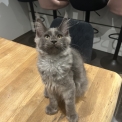 Maine Coon disponible en Isère