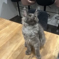 Chat Maine Coon proposé par l’élevage Chatterie du Ciel d'Emeraude.
