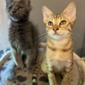 Maine Coon disponible en Haute-Garonne