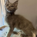 Maine Coon disponible en Haute-Garonne