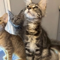 Chaton Maine Coon de race – prix 1000 €.