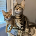 Chaton Maine Coon de race – prix 1000 €.
