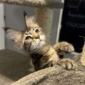 Maine Coon disponible en Haute-Garonne