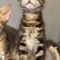 Chaton Maine Coon de race – prix 1000 €.