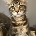 Chaton Maine Coon de race  en région Occitanie.