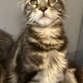 Chaton Maine Coon de race – prix 1000 €.