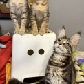 Chat Chat Savannah proposée par l’élevage Chatterie de la croix Lorraine.