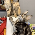 Chaton Maine Coon de race – prix 1000 €.