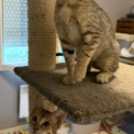 Chaton Chat Savannah de race – prix 1200 €.