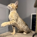 Chat Savannah disponible en Haute-Garonne