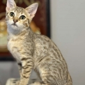 Chat Savannah disponible en Haute-Garonne