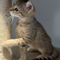Chat Savannah disponible en Haute-Garonne