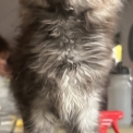 Chaton Maine Coon de race – prix 1400 €.