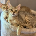 Chat Savannah disponible en Haute-Garonne