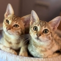 Chat Chat Savannah proposée par l’élevage Chatterie de la croix Lorraine.