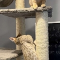 Chat Chat Savannah proposé par l’élevage Chatterie de la croix Lorraine.