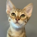 Chat Chat Savannah proposé par l’élevage Chatterie de la croix Lorraine.