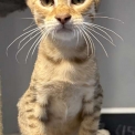 Chat Chat Savannah proposé par l’élevage Chatterie de la croix Lorraine.