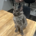 Chat Maine Coon proposé par l’élevage Chatterie du Ciel d'Emeraude.