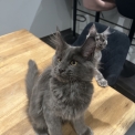Chaton Maine Coon de race – prix 1400 €.