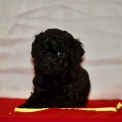 Chien Caniche Nain proposé par l’élevage Zadatis.