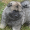 Chiot Spitz Allemand Loup de race – prix 2000 €.
