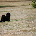 Chiot Caniche Nain sans pedigree  en région Nouvelle-Aquitaine.