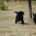 Caniche Nain disponible dans la Vienne