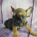 Bouledogue Français disponible en Isère