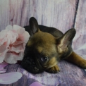 Chien Bouledogue Français proposé par l’élevage L'élevage  des amours  bouli.