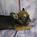 Chiot Bouledogue Français sans pedigree – prix 1400 €.