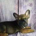 Chien Bouledogue Français proposé par l’élevage L'élevage  des amours  bouli.