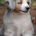 Chiot Berger américain miniature de race – prix 2000 €.