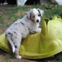 Chiot Berger américain miniature de race – prix 2000 €.