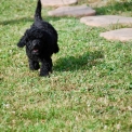 Chiot Caniche Nain de race  en région Nouvelle-Aquitaine.