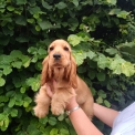 Chiot Cocker Anglais Spaniel sans pedigree – prix 1500 €.