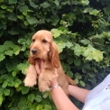 Chien Cocker Anglais Spaniel proposée par l’élevage la ferme des Carons.