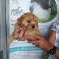 Bichon Havanais disponible dans le Doubs