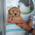 Chiot Bichon Havanais sans pedigree  en région Bourgogne-Franche-Comté.