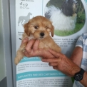 Chiot Bichon Havanais sans pedigree  en région Bourgogne-Franche-Comté.