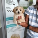 Chien Bichon Havanais proposée par l’élevage la ferme des Carons.