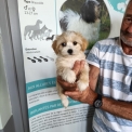 Bichon Havanais disponible dans le Doubs