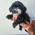 Chien Bichon Havanais proposée par l’élevage la ferme des Carons.