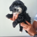 Chiot Bichon Havanais sans pedigree  en région Bourgogne-Franche-Comté.