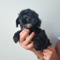 Chien Bichon Havanais proposé par l’élevage la ferme des Carons.